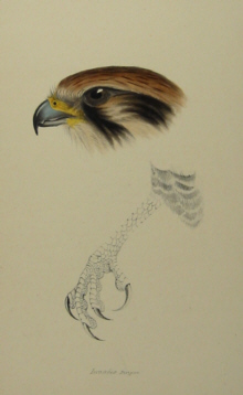 John Gould's Birds of Australia